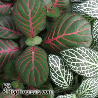 indoor plants winter grouping: close-up of red-veined and white-veined foliage plants (likely fittonia varieties) in a botanical arrangement. (source: toptropicals.com mr)