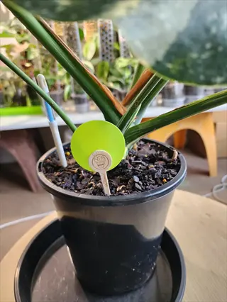 indoor potted monstera plant with yellow sticky trap on wooden stake in soil, branded label visible, surrounded by houseplant nursery environment