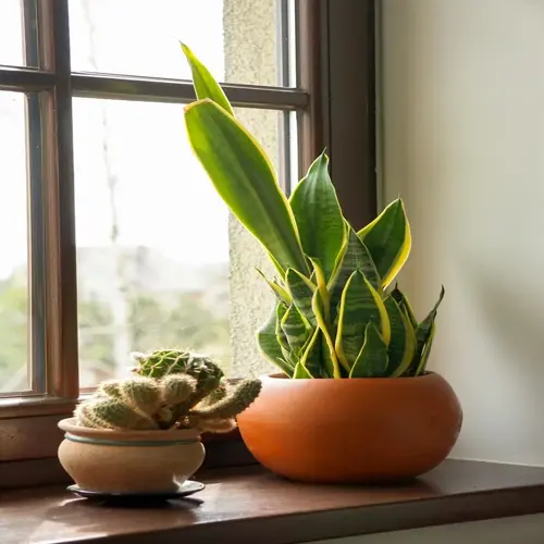 indoor snake plant in terracotta pot beside small cactus on windowsill