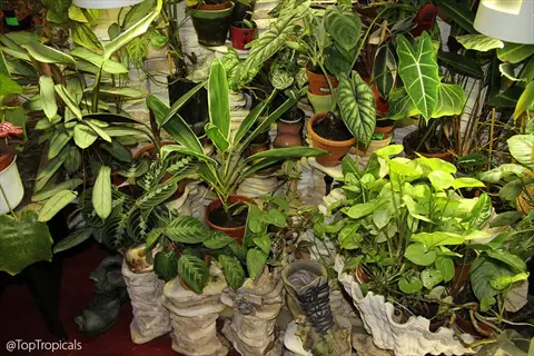 indoor winter container plants: diverse tropical foliage in creative containers (shell, boots, stacked stones) under grow lights with @toptropicals watermark