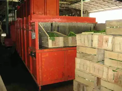 industrial red harvesting machinery with stacked wooden crates filled with freshly harvested cauliflower in an agricultural processing facility