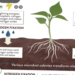 infographic of soil nitrogen cycle processes