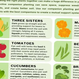 infographic on companion planting with various plant pairings and their benefits