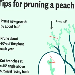 infographic with tips for peach tree summer pruning, including pruning new growth and maintaining a v-shape