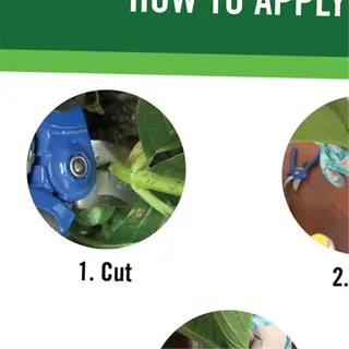 instructions for applying rooting hormone: cut, dip, plant