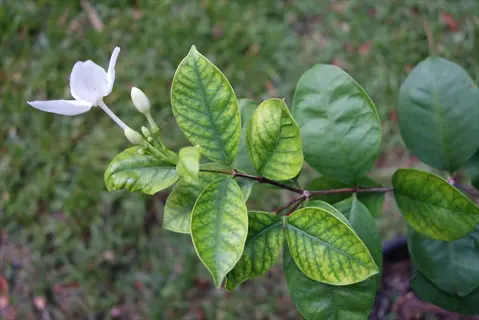 interveinal chlorosis plant: white flowering shrub with yellowing leaves between veins, showing nutrient deficiency symptoms in garden setting