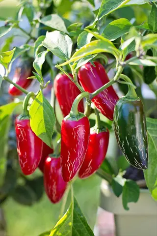 jalapeno pepper plant with ripe red and unripe green peppers growing in a garden pot