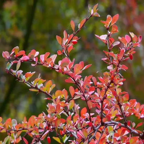japanese barberry shrub with vibrant red and green leaves, berries, and intricate branching