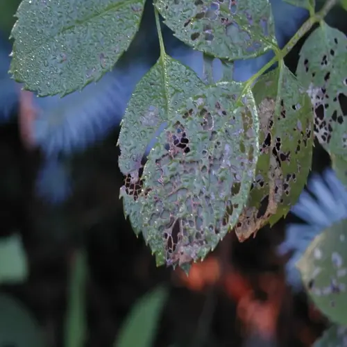 japanese beetle damage on rose leaf with holes and browning