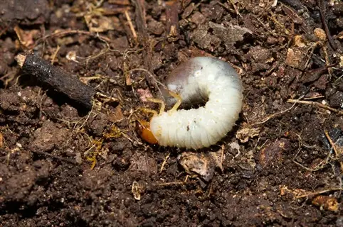 japanese beetle grub (popillia japonica larva) curled in moist soil with organic debris