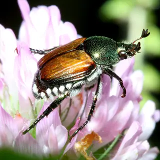 japanese beetle (popillia japonica) feeding on flowers - destructive pest of raspberry plants requiring organic control methods (japanese beetles)