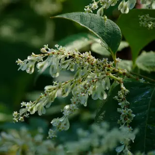japanese knotweed (reynoutria japonica) in bloom with distinctive white flower plumes and shield-shaped leaves, classic invasive species infestation