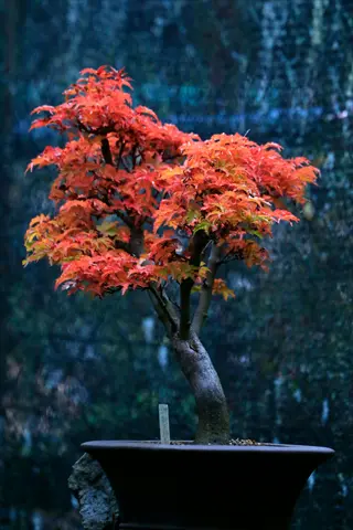 japanese maple bonsai with vibrant red and orange foliage in dark pot against blurred natural background