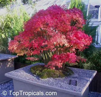 japanese maple ornamental bonsai with vibrant red foliage displayed in a garden