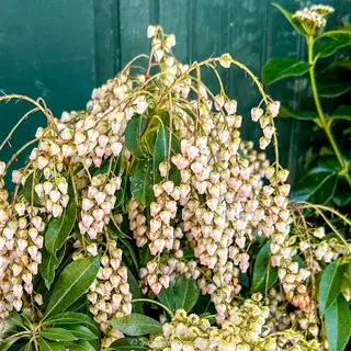 japanese pieris flowers cascading in clusters of pale pink bell-shaped blooms with glossy green leaves; watermark 'gardenplants.com' in bottom-left