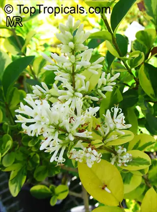 japanese privet hedge (ligustrum japonicum) with white flowers and variegated green-yellow leaves