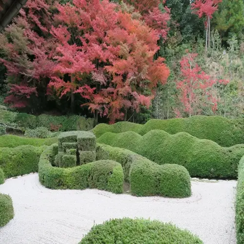 japanese yew hedge garden featuring sculpted green hedges and vibrant red maple trees in the background