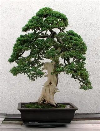 juniper bonsai tree in a black pot against a light beige wall, showcasing gnarled trunk and lush green foliage
