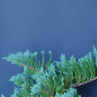 juniper shrub with striking blue foliage in a pot against a dark background