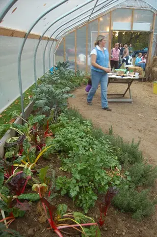 kale greenhouse winter: community gardening in a hoophouse with kale, rainbow chard, and parsley; a woman and other gardeners present among tables and hay bales