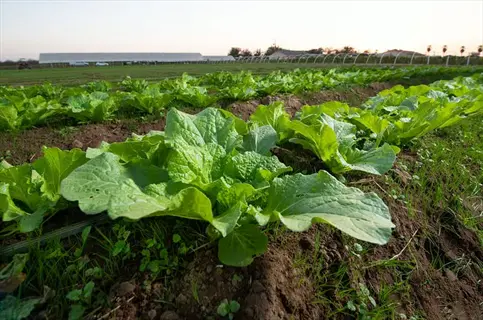 kale windbreak cultivation in coastal climate with rows of wind-resistant kale plants in an open field