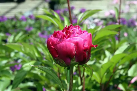 karl rosenfield peony in full bloom with vibrant pink petals and lush green foliage