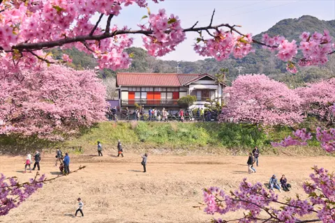 kawazu-zakura early cherry blossoms in full bloom with a traditional japanese building and visitors enjoying the spring scenery