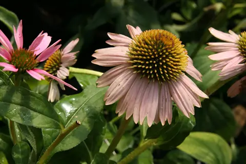 kim's knee high coneflower flowers with pink petals and green foliage