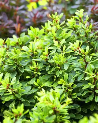 kobold barberry compact shrub featuring dense, small dark green leaves on branching stems
