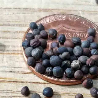 kohlrabi seeds scattered on a wooden surface with a penny for scale