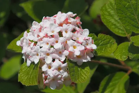 korean spice viburnum flower cluster with white-pink blossoms and green foliage