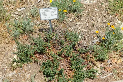 labeled buckwheat summer cover plant (cliff buckwheat) in dry garden bed with california poppies under sunny sky