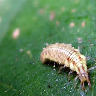 lacewing larvae on a leaf, a natural aphid predator