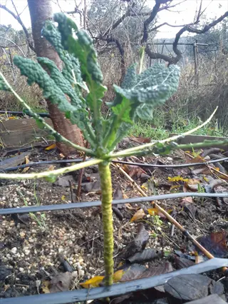 lacinato kale plant growing under tree canopy in an outdoor garden with visible drip irrigation lines