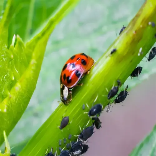 ladybug on leaf controlling aphids on garden plants