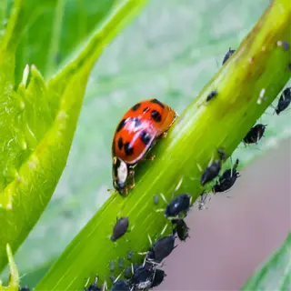 ladybug on plant stem controlling aphid pests