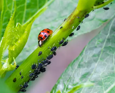 ladybug preying on aphid colony - natural raspberry aphids control method (aphids)