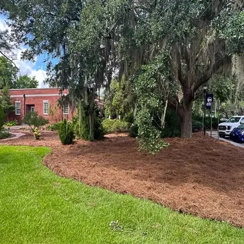 landscaped garden showcasing various mulch types around oak trees with spanish moss, green shrubs, and brick building backdrop