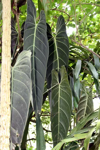 large dark green philodendron melanochrysum dark leaves with prominent light veins in a tropical setting