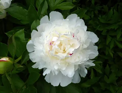 large festiva maxima peony flower in full bloom with white petals and subtle red markings, surrounded by green foliage