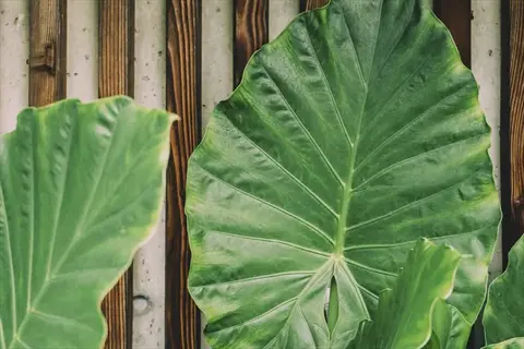 large green elephant ears pot leaves with prominent veins against a background of vertical wood and concrete panels