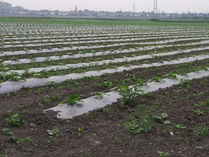 large-scale agricultural field with crops growing through black plastic mulch rows, arranged in neat parallel lines across expansive farmland
