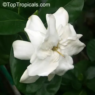 large waxy white gardenia flower with yellow center and glossy green leaves; toptropicals.com watermark