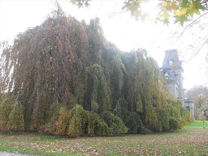 large weeping beech tree with autumn foliage beside a church tower