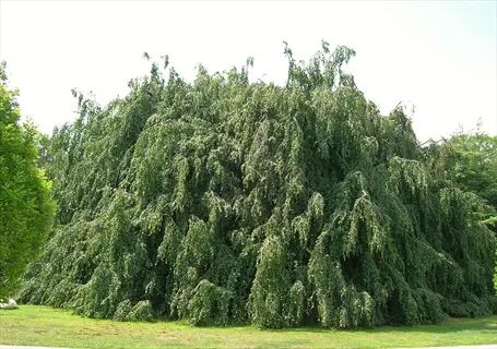 large weeping european beech tree with dense green foliage on a lawn