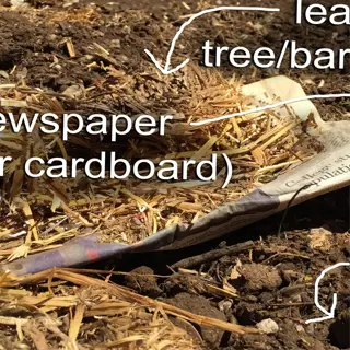 lasagna garden layers with brown materials like cardboard and manure