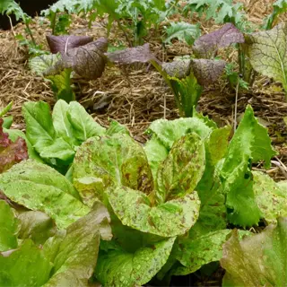 lasagna garden with annual vegetables and mulch