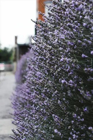lavender garden border with purple flowers along a pathway, buildings in background