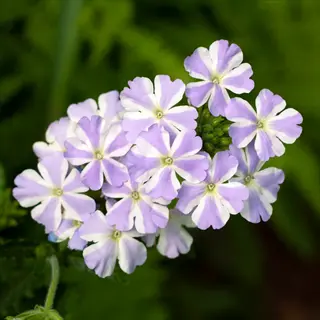 lavender star verbena basket showcasing clusters of purple-white striped blossoms with yellow centers
