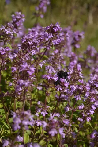 lavender thyme garden: bee on tiny purple thyme flowers with green foliage background in a sunny herb garden